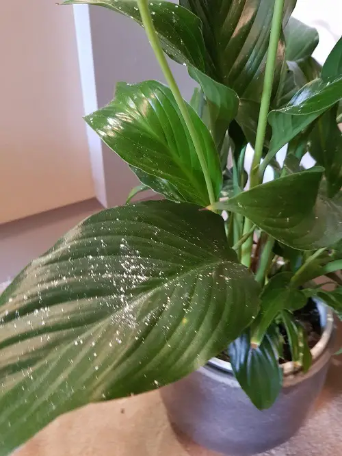 Pests and Diseases