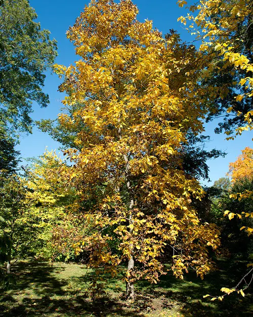 Beautiful Yellow-Flowered Trees