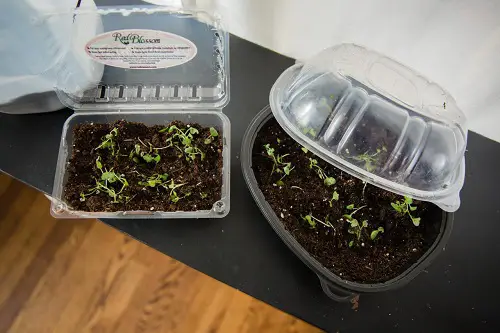 Start Seeds in Punnets or Strawberry Boxes