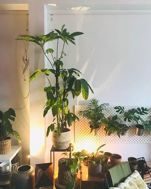 beautiful Indoor Plants to Give Your Home a Jungle Vibe