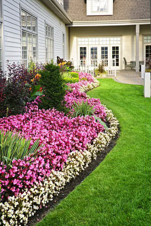Bushy Pink Flower Bed in the Front Yard