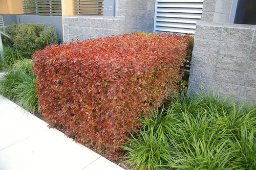 Charming Hedging Plants