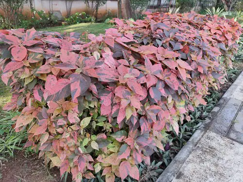 most beautiful Top Colourful Hedge Plants