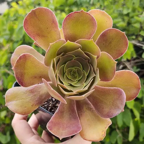 Best Roseum Succulents