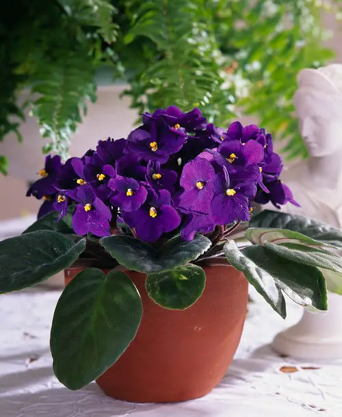 top Gorgeous Tiny Indoor Plants