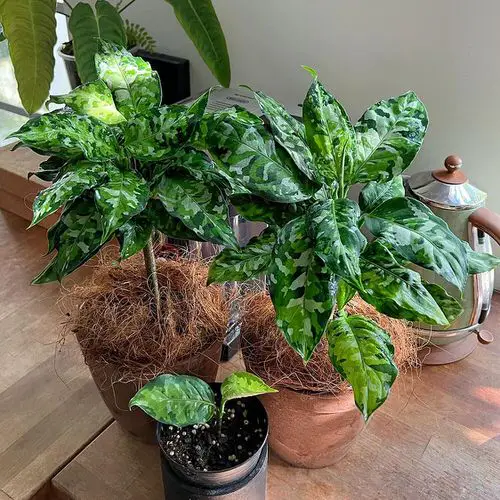 Aglaonema Pictum Tricolor Care