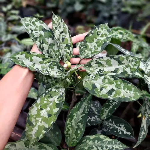 Requirements for Growing Aglaonema Pictum Tricolor