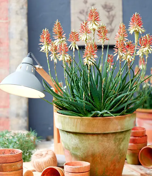 Succulents with Red Flowers