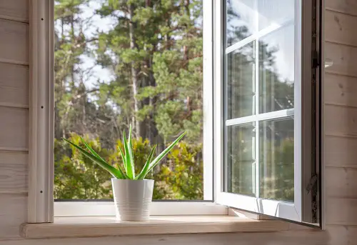 Best Indoor South Window Facing Plants 