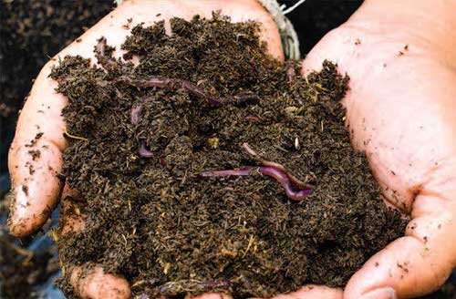 Amend the Soil with Organic Matter