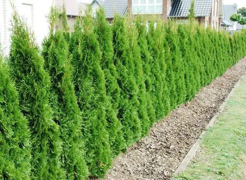 best lovely Hedging Plants
