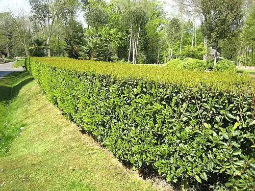  Beautiful Hedge Plants 