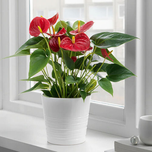 Best Indoor South Window Facing Plants