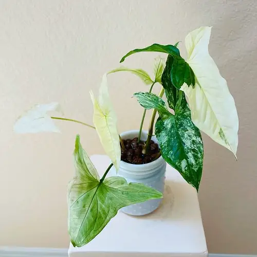 Arrowhead Plant Care
