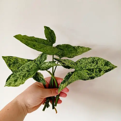 How to Propagate Syngonium