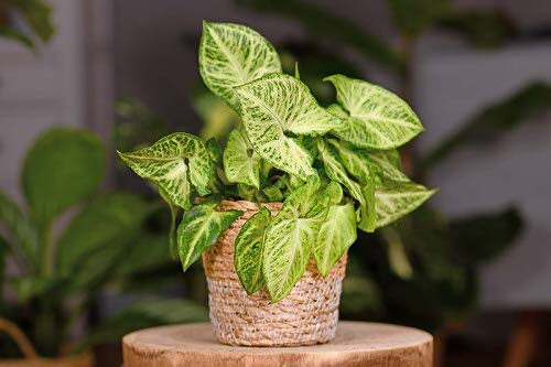 Houseplants You Can Grow on Top of wood