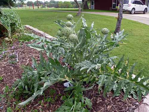 Delicious Tree-Grown Vegetables
