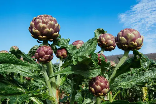 Delicious Tree-Grown Vegetables
