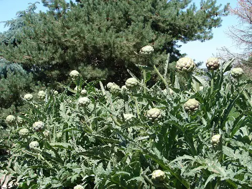 Delicious Tree-Grown Vegetables