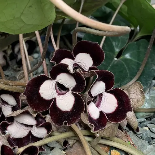 Taking Care of Panda Face Ginger Plant