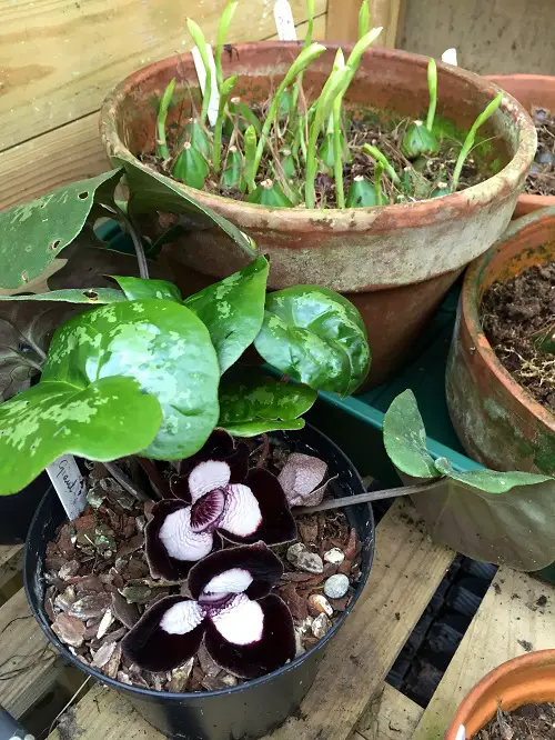 Requirements for Growing Panda Face Ginger Plant