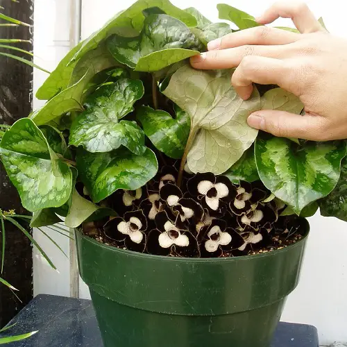 Panda Face Ginger Plant Care