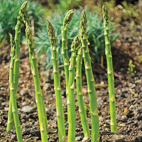lovely Plants That Aren't Good Garlic Partners