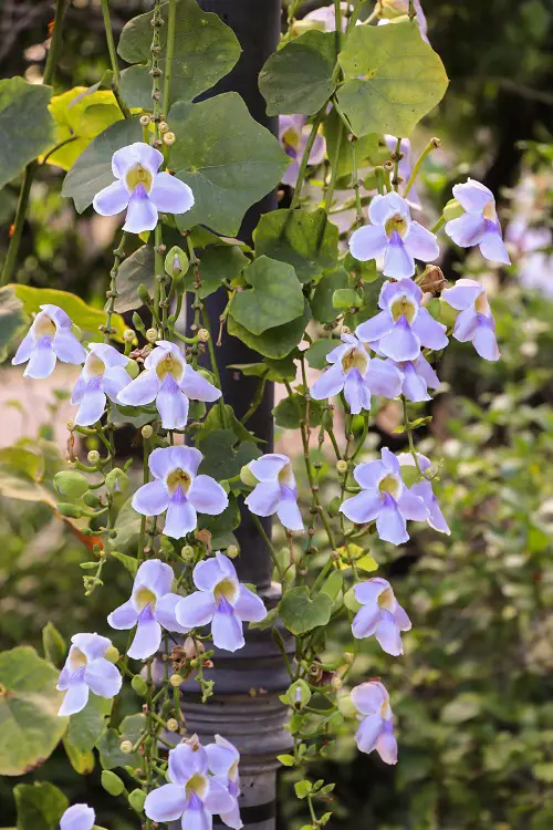 Beautiful Fast-growing Flowering Vines 