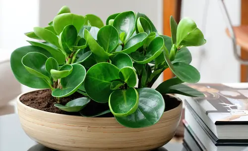 big Houseplants You Can Grow on Top of a Fridge