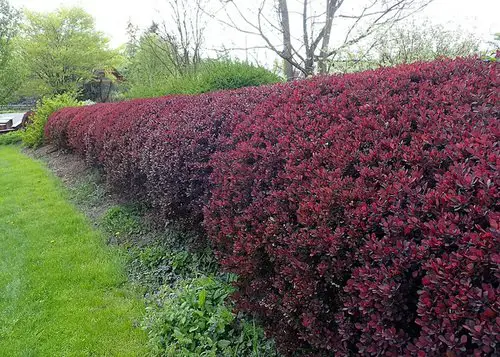 top lovely Hedging Plants