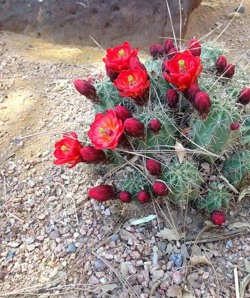 Succulents with Red Flowers in garden