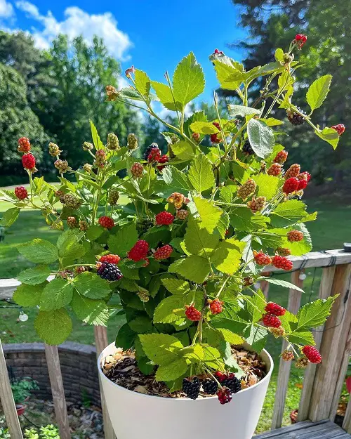 Best Blackberry Varieties for Containers