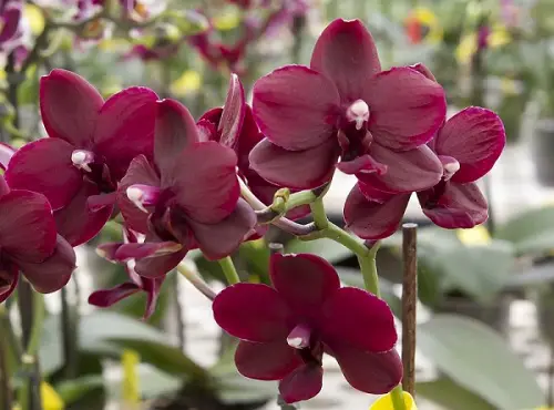Unique Black Orchid Blossoms