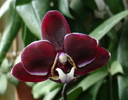 Uncommon Black Orchid Flowers