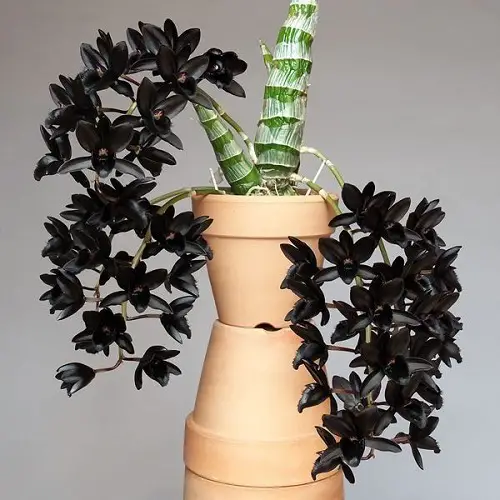 Rare Black Orchid Flowers for Home Gardens