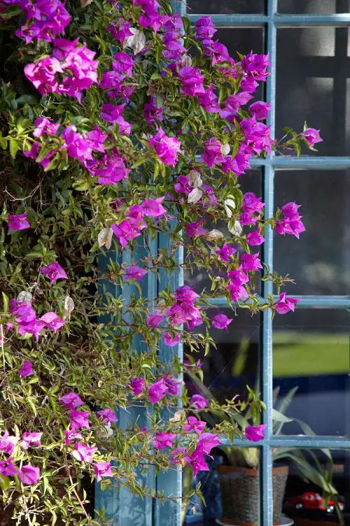 Best Vines with Purple Flowers in garden