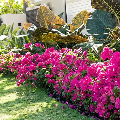  Bougainvillea Flower Hedge Plants