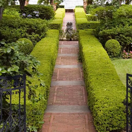 Best Plants for Hedging