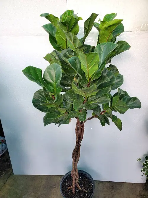 How to Braid a Fiddle Leaf Fig