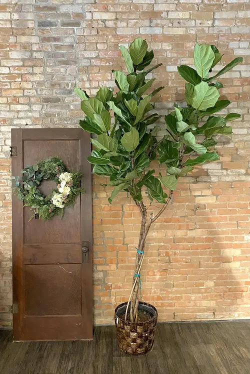 How Big Do Braided Ficus Trees Get