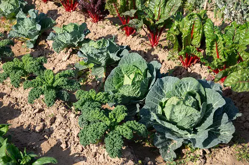top Best Beets Companion Plants