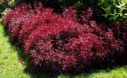 Beautiful Hedge Plants 