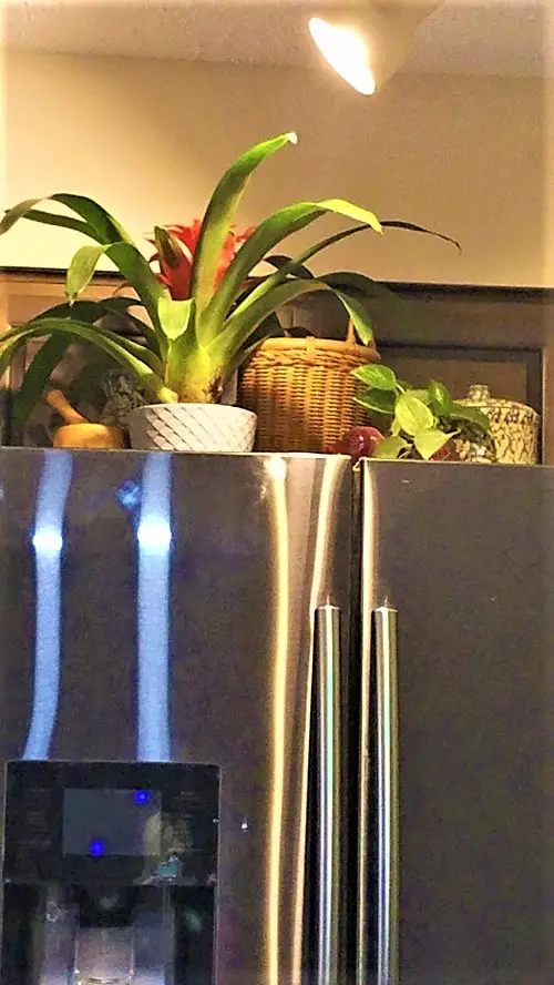 Houseplants You Can Grow on Top of a Fridge