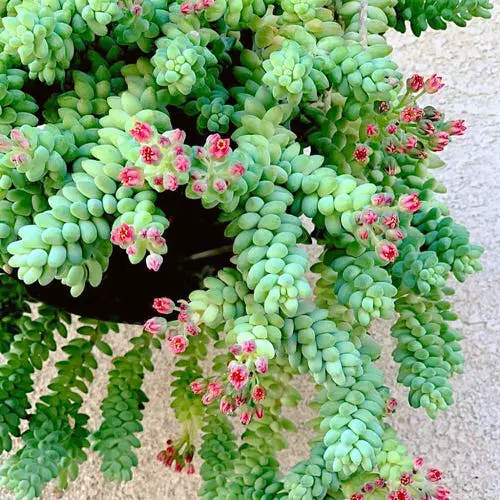 Succulents with Red Flowers