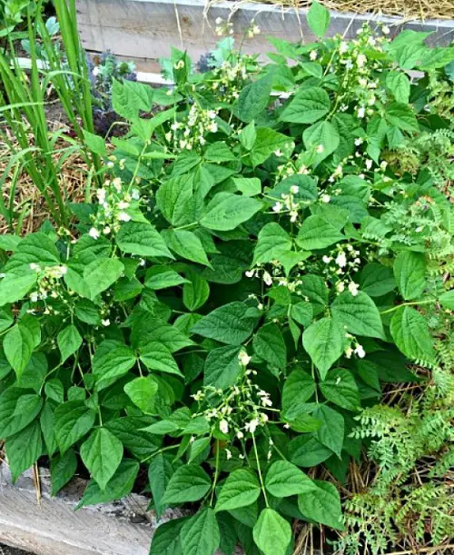 Best Beets Companion Plants bush beans