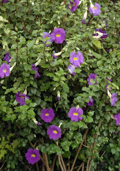 Top Vines with Purple Blossoms