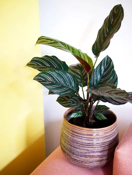 top Houseplants You Can Grow on Top of a Fridge