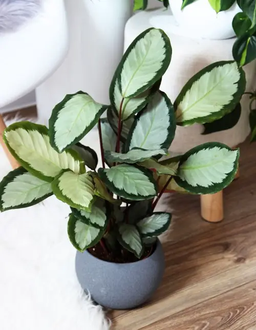 best Southern window with plants facing