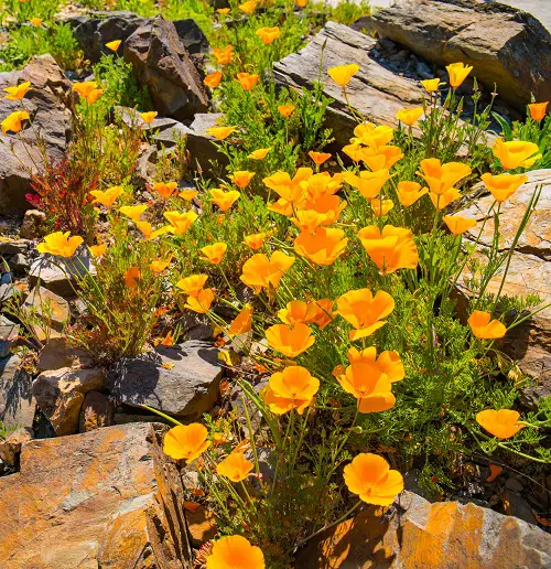 Flowers That Close At Night in rock garden