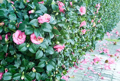 amazing Plants for Hedging
